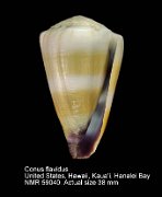 Conus flavidus (2)